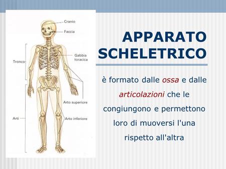 APPARATO SCHELETRICO è formato dalle ossa e dalle articolazioni che le congiungono e permettono loro di muoversi l'una rispetto all'altra.
