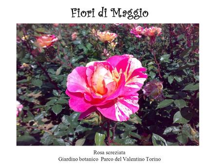 Rosa screziata Giardino botanico Parco del Valentino Torino