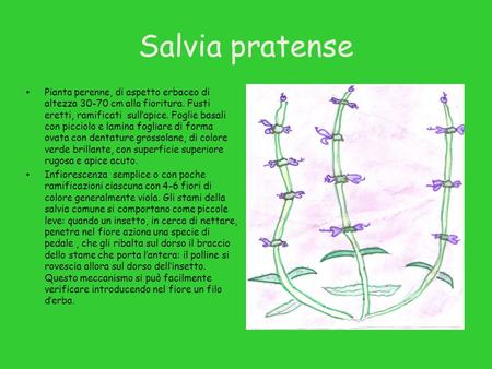 Salvia pratense Pianta perenne, di aspetto erbaceo di altezza 30-70 cm alla fioritura. Fusti eretti, ramificati sull’apice. Foglie basali con picciolo.
