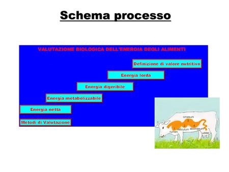 Schema processo Mappa concettuale.