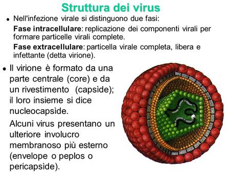 Struttura dei virus Nell'infezione virale si distinguono due fasi: