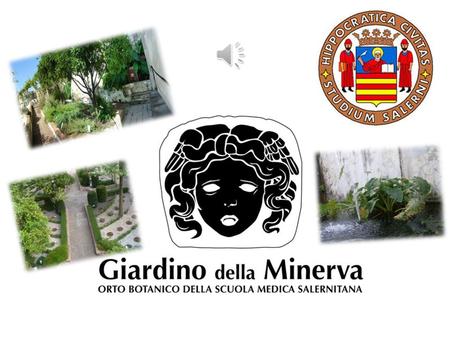 Il Giardino della Minerva si trova nel cuore del centro antico di Salerno, in una zona denominata nel Medioevo “Plaium montis”, a metà strada di un ideale.