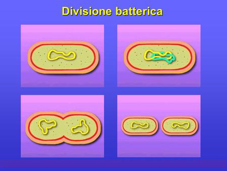 Divisione batterica.