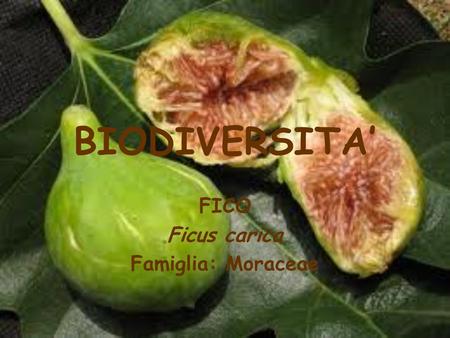FICO Ficus carica Famiglia: Moraceae
