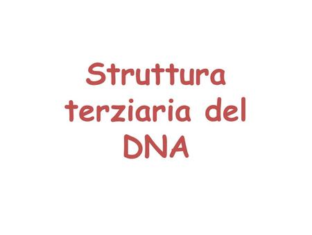 Struttura terziaria del DNA