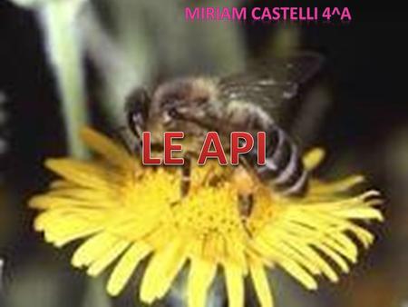MIRIAM CASTELLI 4^a LE API.