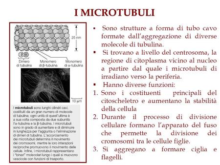I MICROTUBULI Sono strutture a forma di tubo cavo formate dall’aggregazione di diverse molecole di tubulina. Si trovano a livello del centrosoma, la regione.