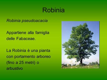 Robinia Robinia pseudoacacia Appartiene alla famiglia delle Fabaceae.