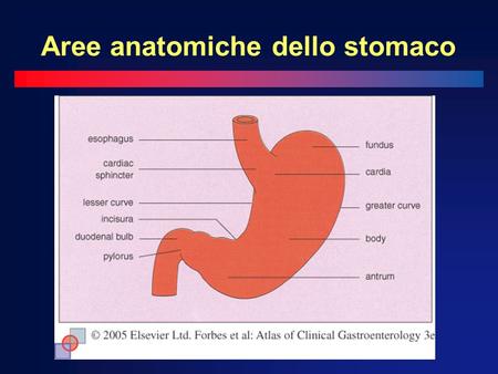 Aree anatomiche dello stomaco