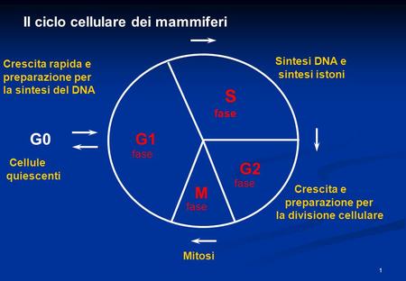 S G0 G1 G2 M Il ciclo cellulare dei mammiferi Sintesi DNA e