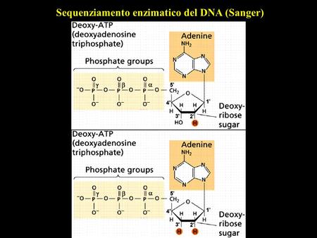 Sequenziamento enzimatico del DNA (Sanger)