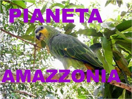 AMAZZONIA PIANETA QUALCHE MISTERO DELLA GRANDE FORESTA ! SCOPRIAMO...