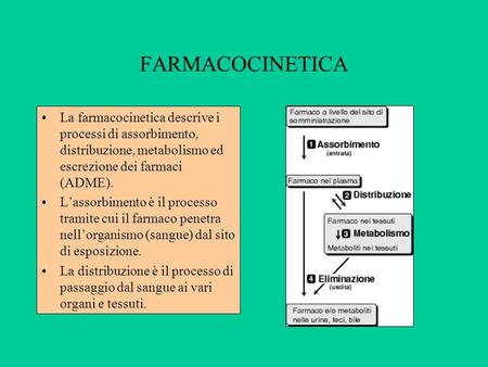 FARMACOCINETICA La farmacocinetica descrive i processi di assorbimento, distribuzione, metabolismo ed escrezione dei farmaci (ADME). L’assorbimento è il.