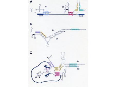Esperimento che dimostra che U1 snRNA riconosce il sito di splicing al 5 mediante appaiamento di basi 1)Mutazioni al 5 ss inibiscono lo splicing 2)Mutazioni.