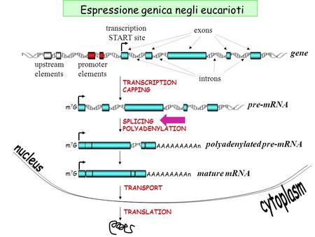 Upstream elements promoter elements transcription START site introns exons TRANSCRIPTION CAPPING SPLICING POLYADENYLATION m7Gm7G m7Gm7G AAAAAAAAAn m7Gm7G.