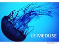 Fasoli Giulia 1°A. Le meduse sono animali planctonici e sono tra i primi organismi multicellulari che hanno popolato il nostro pianeta. Vivono prevalentemente.