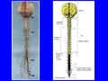 encefalo Segmenti cervicali Segmenti toracici Midollo spinale Segmenti