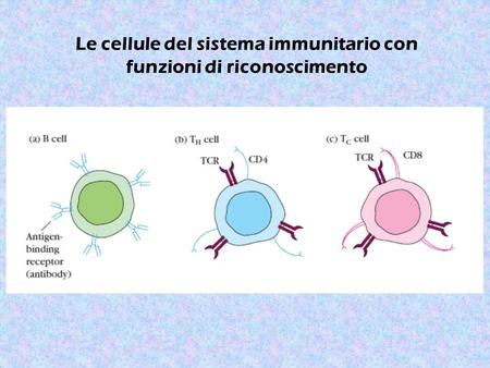 Le cellule del sistema immunitario con funzioni di riconoscimento