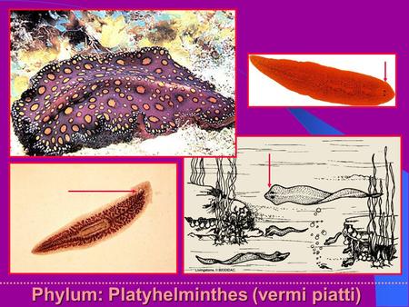 Phylum: Platyhelminthes (vermi piatti)