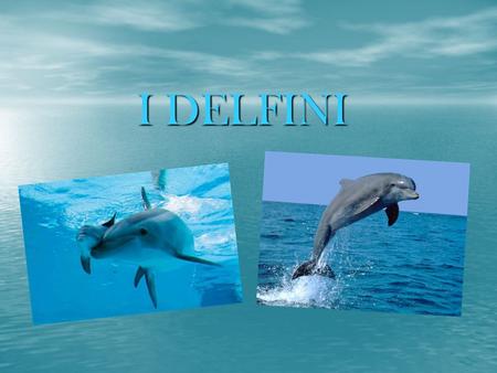 I DELFINI. Il Delfino Il delfino è senza alcun dubbio il mammifero acquatico più conosciuto e amato. Le specie che si possono più facilmente incontrare.