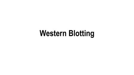 Western Blotting.