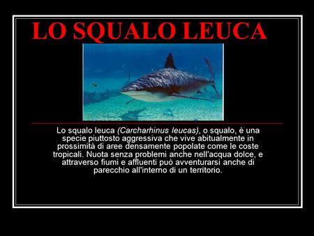 LO SQUALO LEUCA Lo squalo leuca (Carcharhinus leucas), o squalo, è una specie piuttosto aggressiva che vive abitualmente in prossimità di aree densamente.