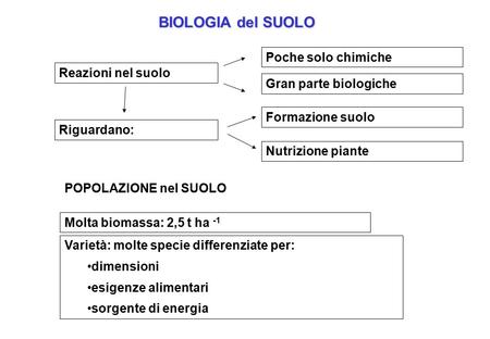 BIOLOGIA del SUOLO Reazioni nel suolo Poche solo chimiche Gran parte biologiche Riguardano: Formazione suolo Nutrizione piante POPOLAZIONE nel SUOLO Molta.