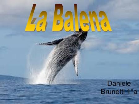 Daniele Brunetti 1°a. Curiosità Con balena si intende qualsiasi cetaceo di gigantesca taglia (capodogli,balenottere, megattere ecc.)Il termine è usato.