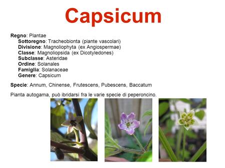 Capsicum Regno: Plantae Sottoregno: Tracheobionta (piante vascolari) Divisione: Magnoliophyta (ex Angiospermae) Classe: Magnoliopsida (ex Dicotyledones)