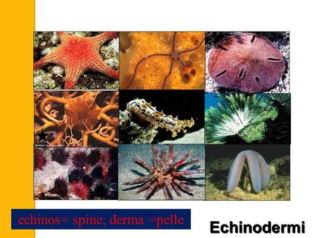 echinos= spine; derma =pelle