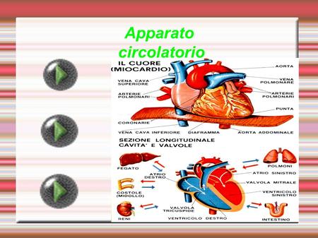 Apparato circolatorio. IL cuore Composto da un tessuto muscolare detto Miocardio; È contenuto in un involucro chiamato Pericardio; È diviso in parte destra.