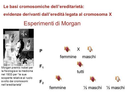 Femmine maschi tutti femmine ½ maschi ½ maschi Esperimenti di Morgan PF1F2PF1F2 X Morgan premio nobel per la fisiologia e la medicina nel 1933 per “le.