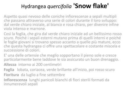 Hydrangea quercifolia 'Snow flake'
