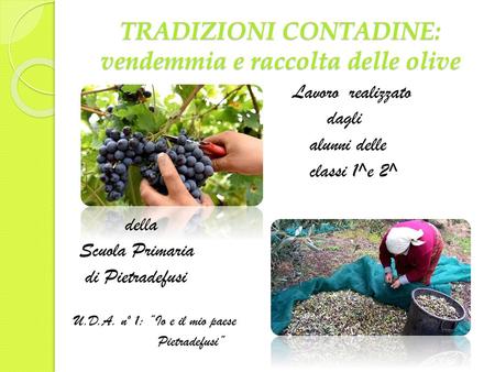TRADIZIONI CONTADINE: vendemmia e raccolta delle olive