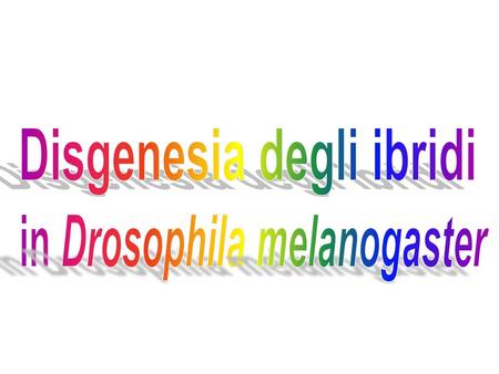 Disgenesia degli ibridi in Drosophila melanogaster