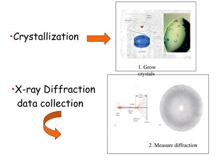 Crystallization X-ray Diffraction data collection 1. Grow crystals