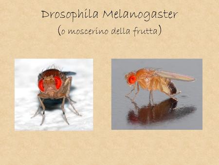 Drosophila Melanogaster (o moscerino della frutta)
