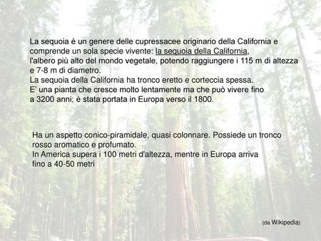 La sequoia della California ha tronco eretto e corteccia spessa.