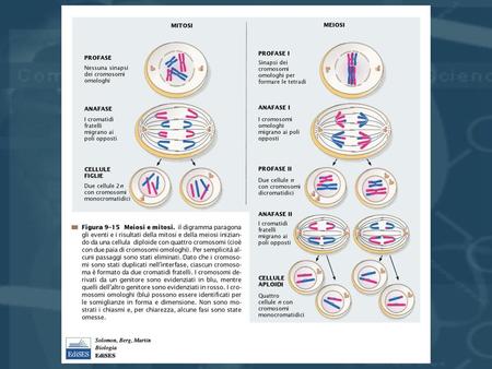 Rispetto al corredo cromosomico normale (euploide), alcuni cariotipi possono presentare un numero di cromosomi alterato, per cui il corredo.