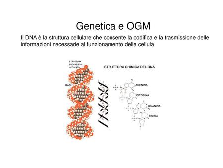 Genetica e OGM Il DNA è la struttura cellulare che consente la codifica e la trasmissione delle informazioni necessarie al funzionamento della cellula.