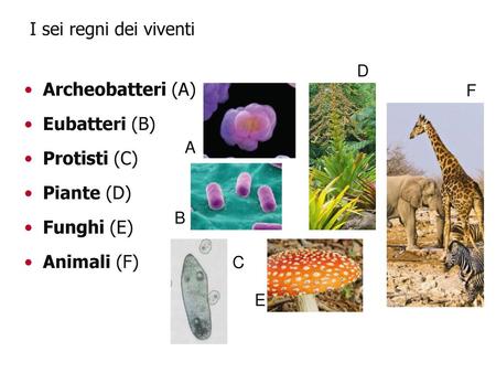 I sei regni dei viventi Archeobatteri (A) Eubatteri (B) Protisti (C)