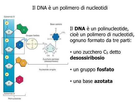 Il DNA è un polimero di nucleotidi