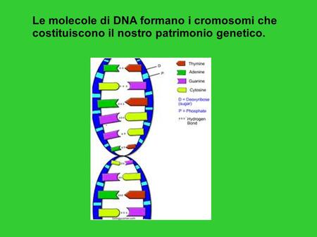 Molecola di DNA = lunga catena di nucleotidi