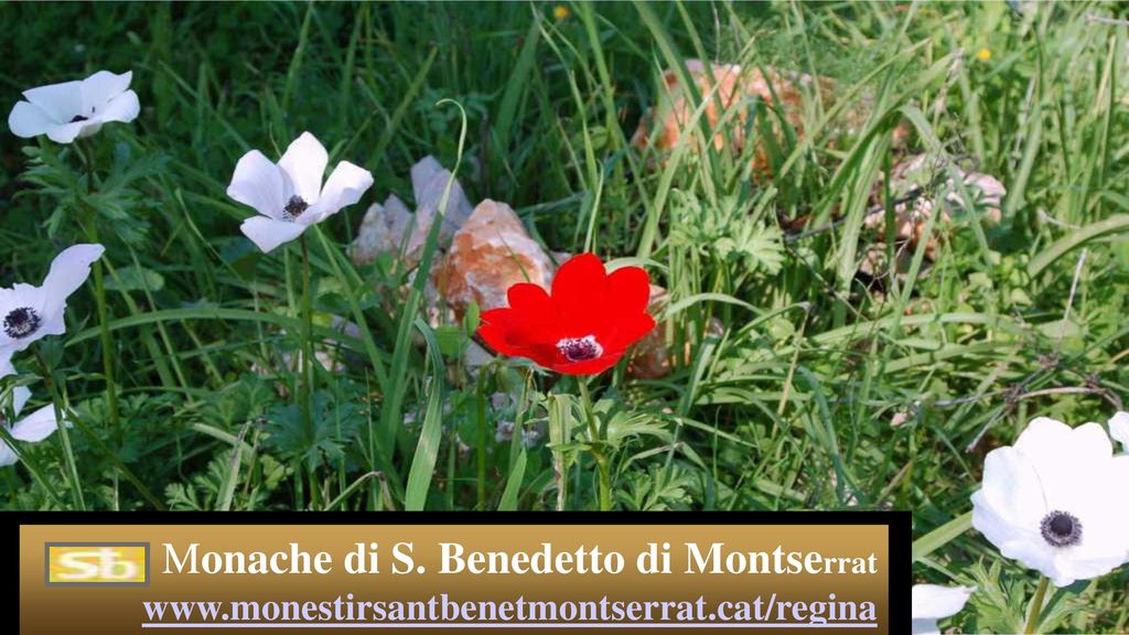 Monache di S. Benedetto di Montserrat www. monestirsantbenetmontserrat