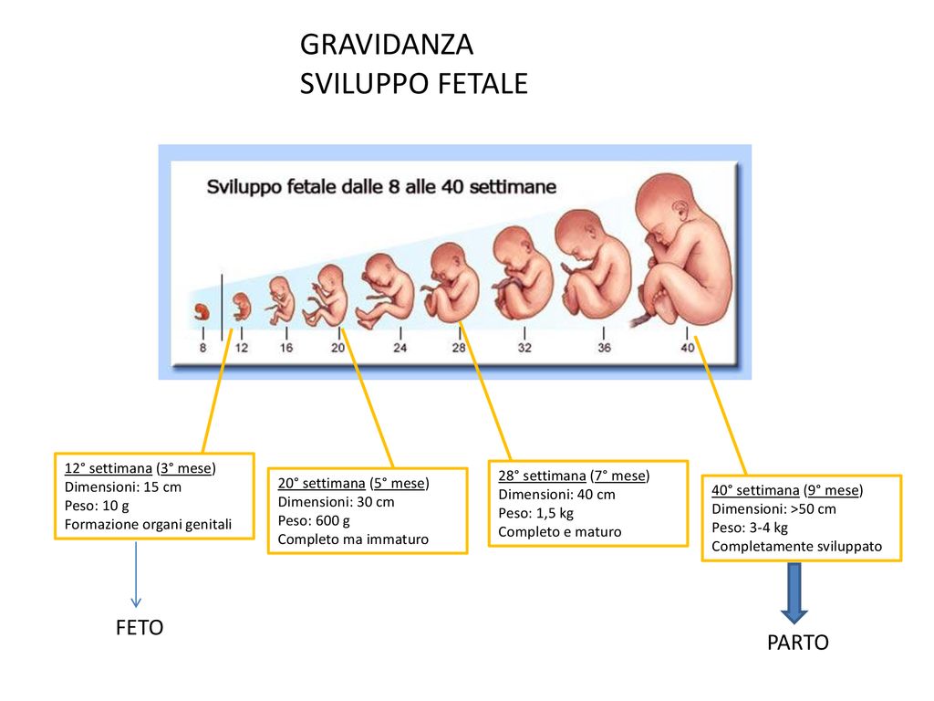 La Trasmissione Della Vita Ppt Scaricare