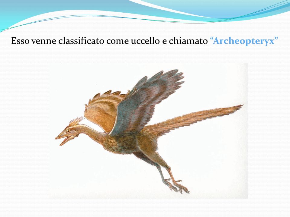 Esso venne classificato come uccello e chiamato Archeopteryx