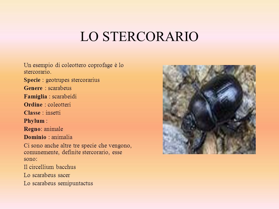 LO STERCORARIO Un esempio di coleottero coprofage è lo stercorario.