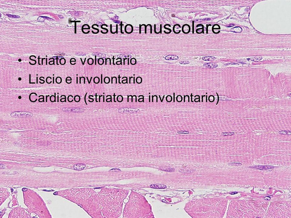 Tessuto muscolare Striato e volontario Liscio e involontario