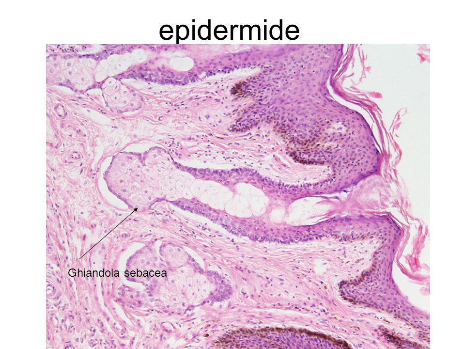 epidermide Ghiandola sebacea
