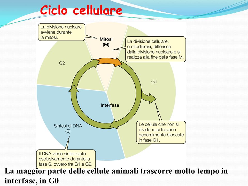 Ciclo cellulare La maggior parte delle cellule animali trascorre molto tempo in interfase, in G0